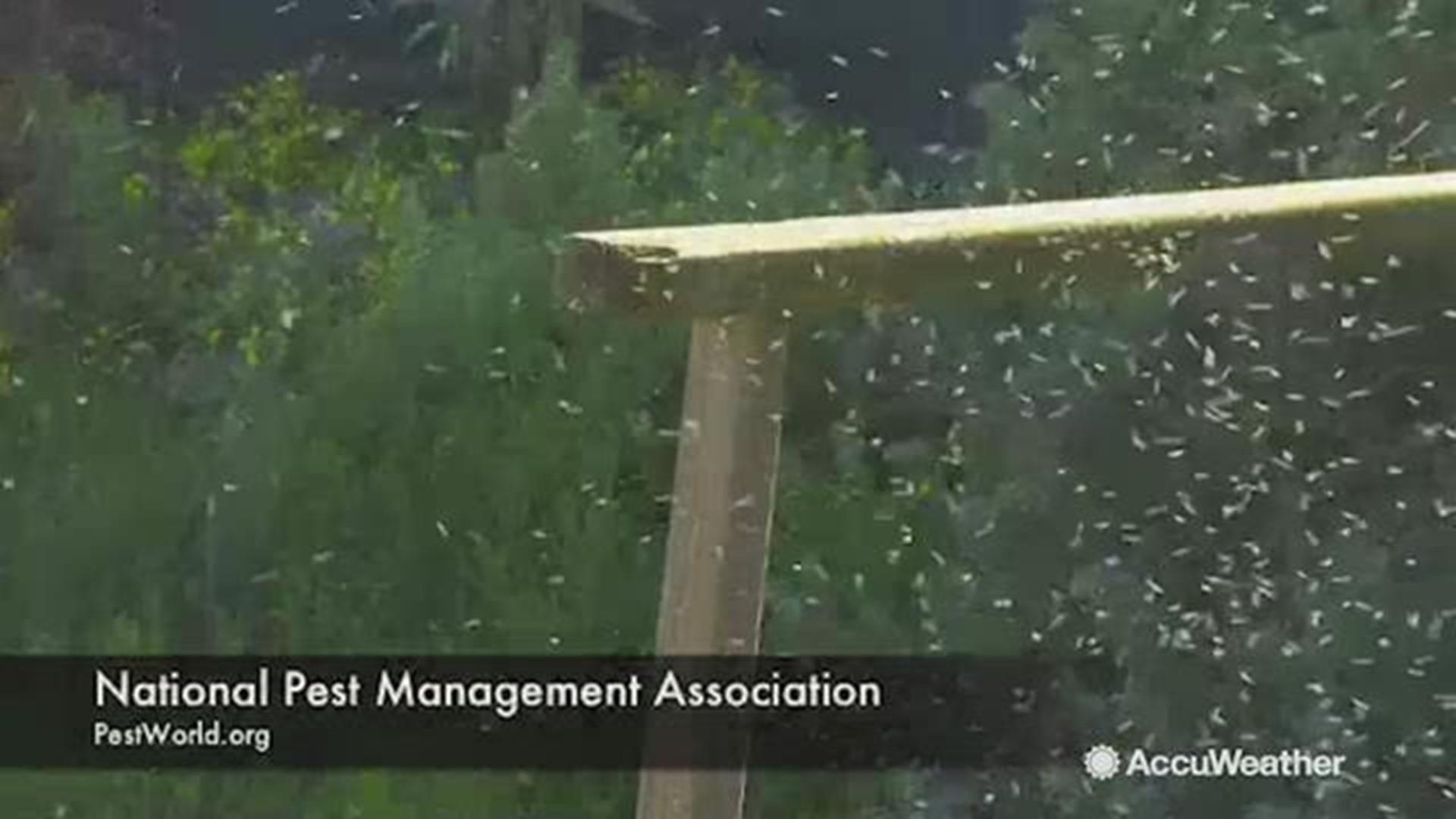 Heavy spring rainfall in parts of the mid-Atlantic have triggered higher-than-average mosquito rates this season. It is estimated that mosquitoes are two to three times their normal rates.