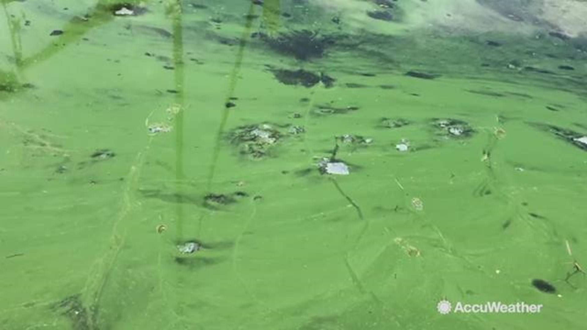 Harmful algal blooms seem more and more common. How do these large blooms form, and what health risks do they pose to humans and other animals?
