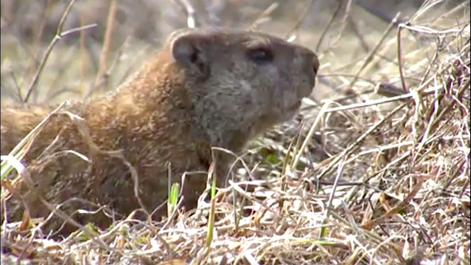 Other weather-predicting groundhogs that aren't Punxsutawney Phil