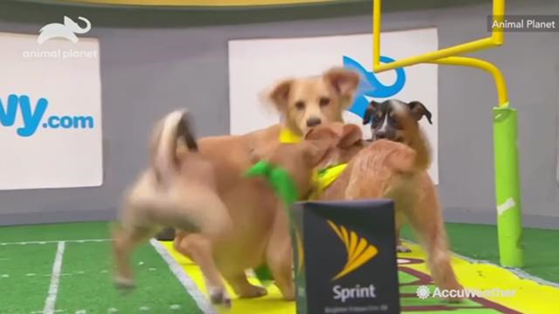 The puppy sales bowl 2019 channel