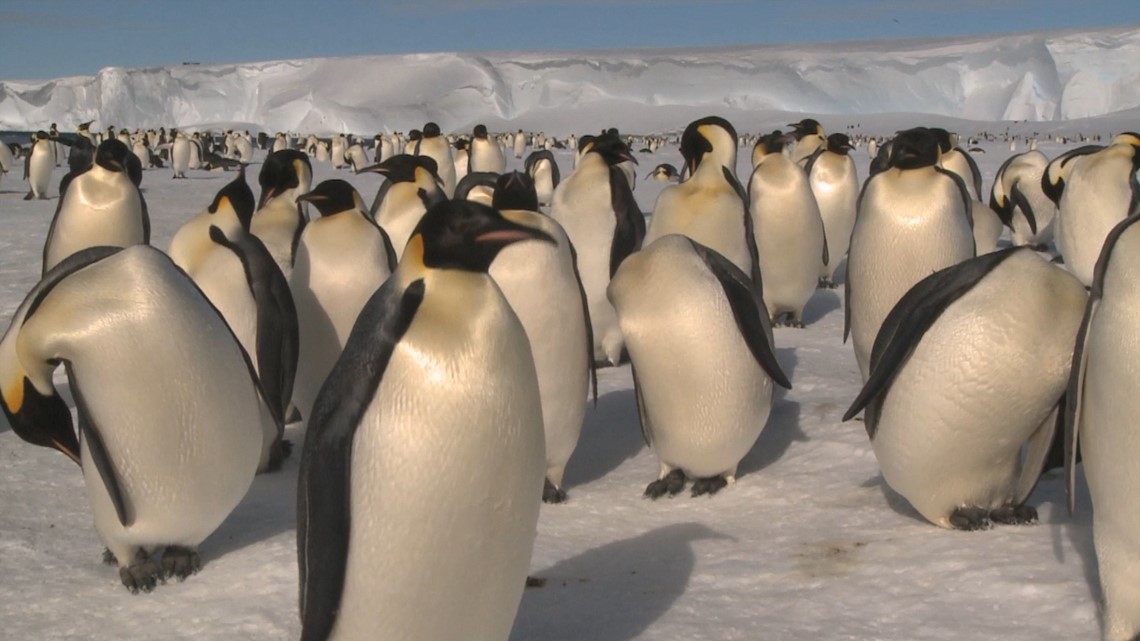 Apparently There Are More of These Animals in Antarctica Than We