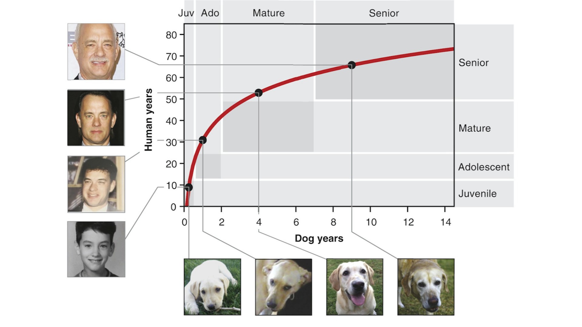 how to convert human years to dog years