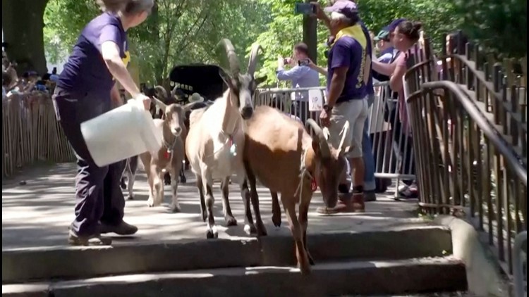 Goats Travel to NYC to Feast on Poison Ivy