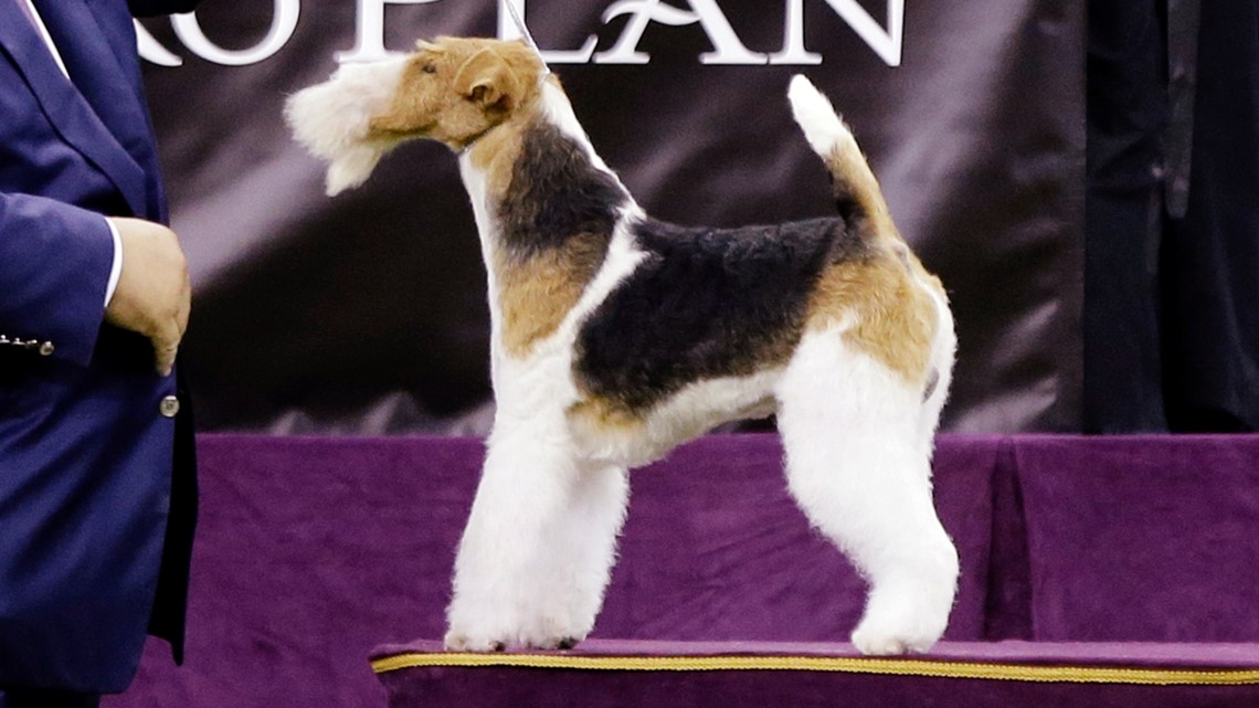 Wire fox store terrier westminster 2019