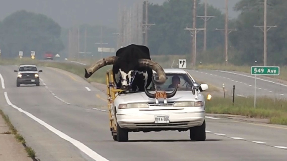 Bull spotted riding shotgun in Nebraska man's car - Vimarsana News
