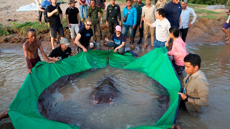 13 feet, 660 pounds: Record-breaking stingray caught in Cambodia