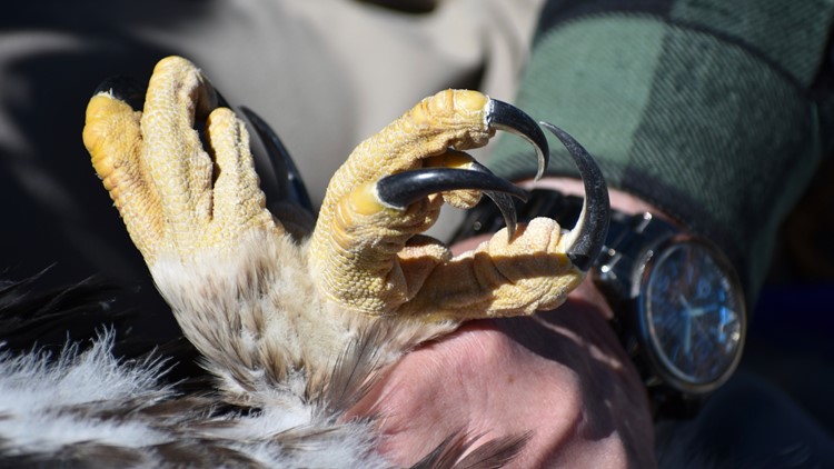 US proposal would permit eagle deaths as renewable energy programs expand