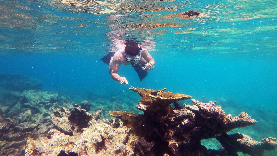 Scientists find source of sea urchin die-off - Vimarsana News