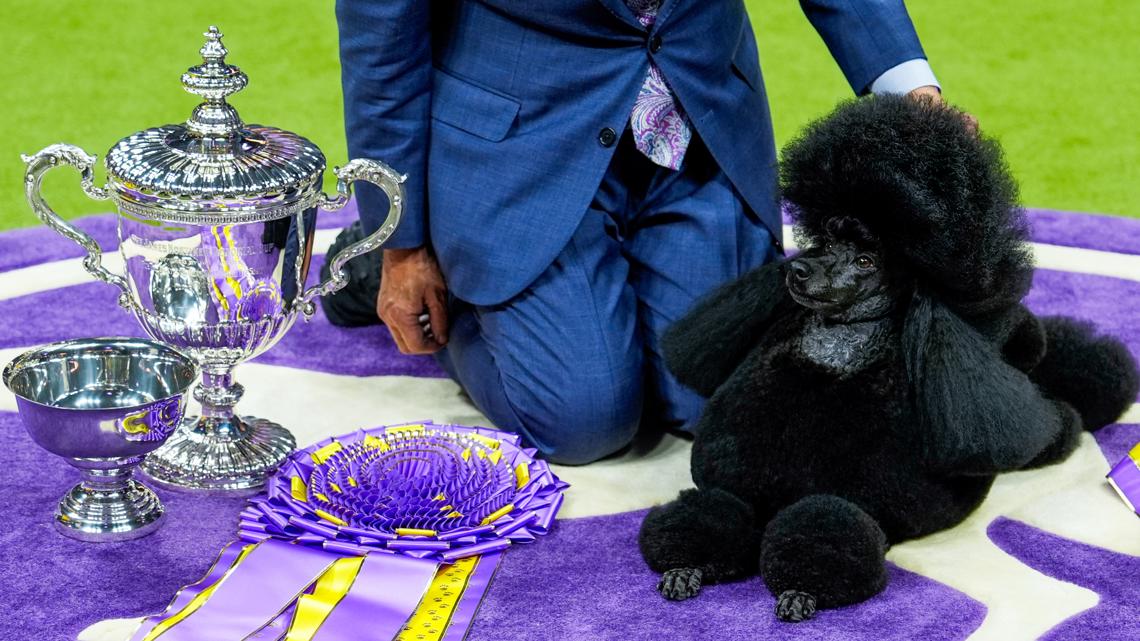 Miniature poodle wins 2024 Westminster Dog Show - Vimarsana News
