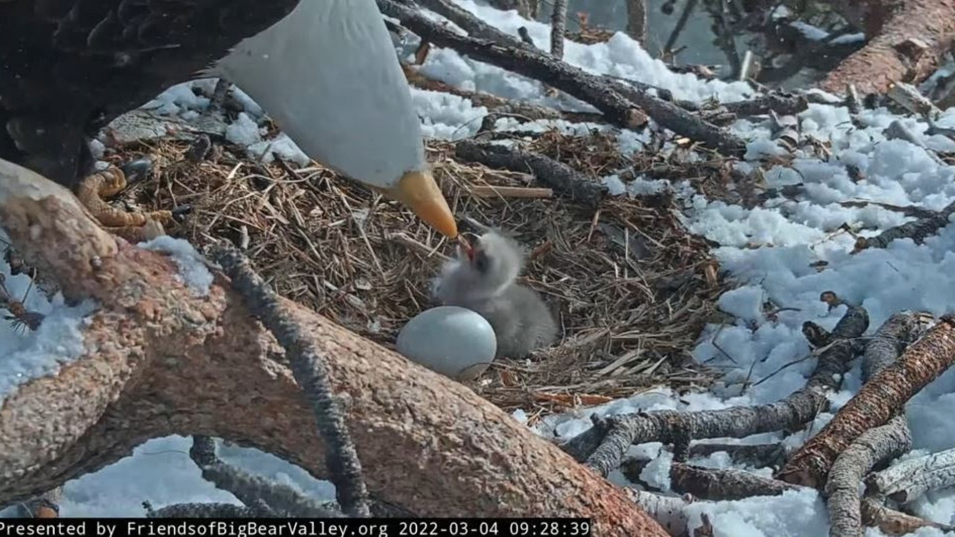Video shot on Friday shows a bald eagle pair in California caring for a newly-hatched chick in a snowy nest.