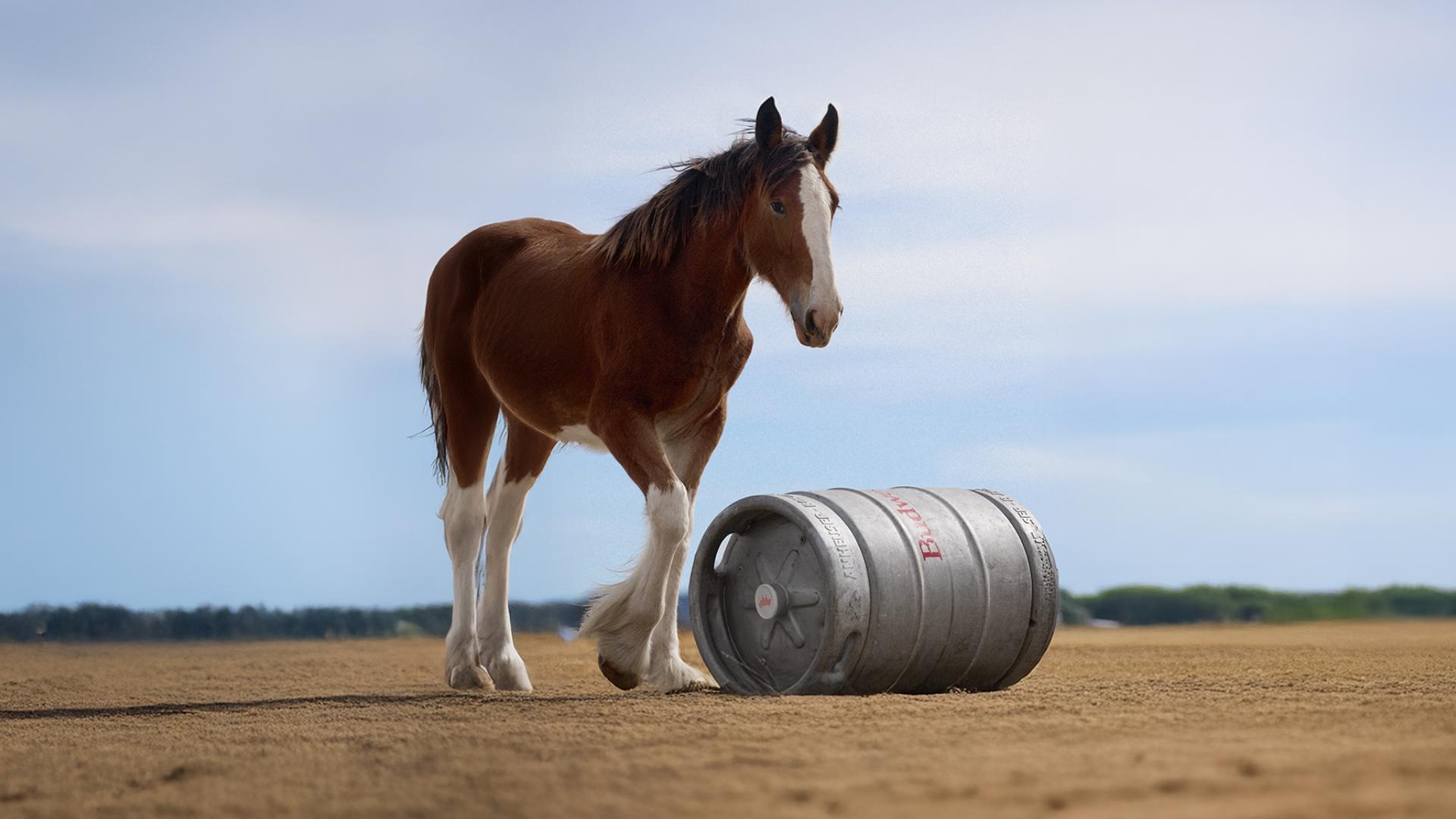 Budweiser's Super Bowl 2025 commercial shows Clydesdale foal making 1st