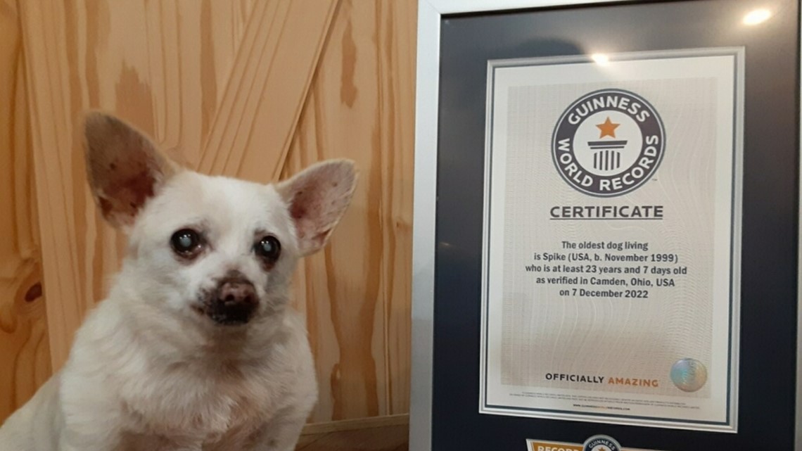 23-year-old chihuahua named Spike is world's oldest living dog: Guinness  World Records
