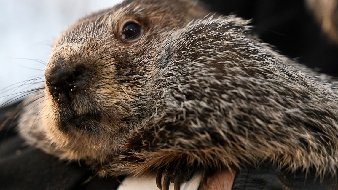 When is groundhog day? | cbs19.tv - Vimarsana News