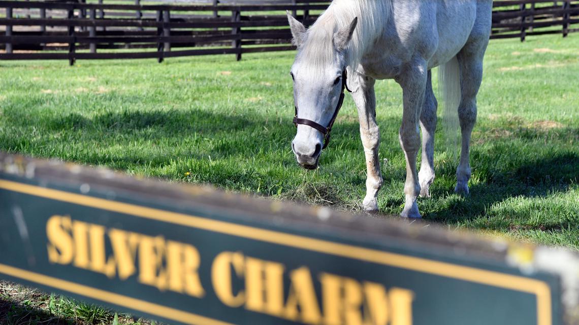Oldest Derby-winning horse Silver Charm thriving in retirement - Vimarsana News