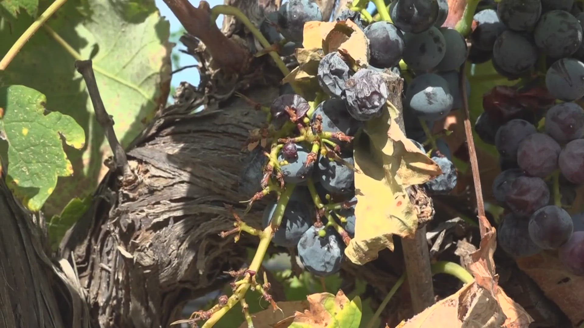 Hear what vineyard owners are doing to make sure their business survives the excessive Texas heat.