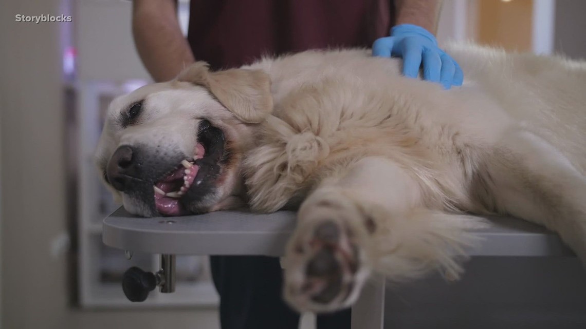 Is the mysterious dog respiratory illness in Texas? - Vimarsana News