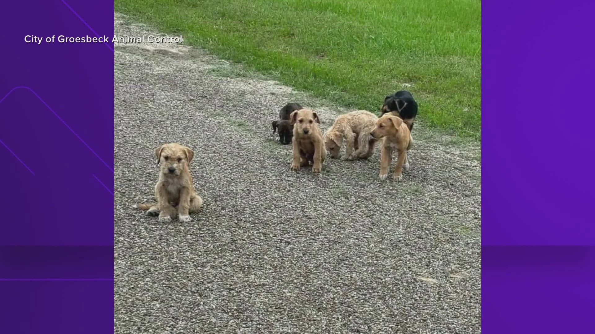 The puppies are reportedly with Groesbeck Animal Control and will soon be available for adoption.