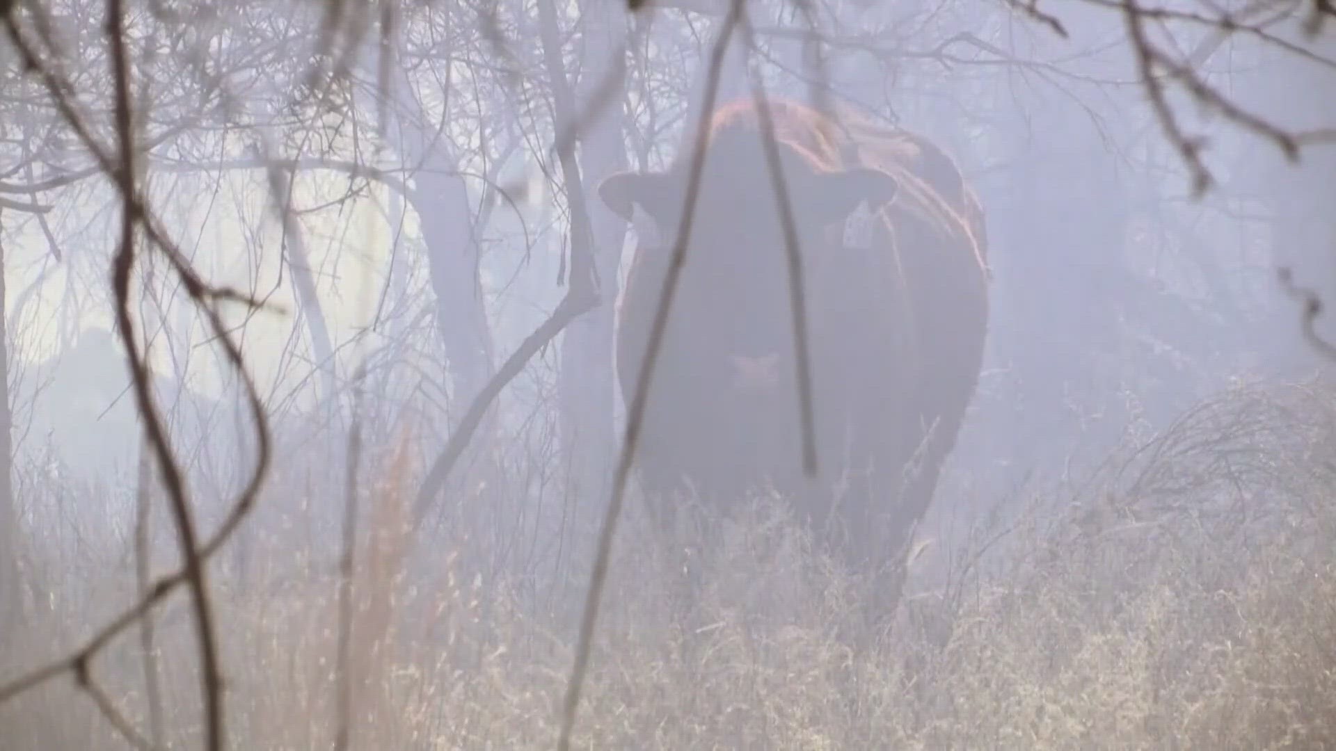 As crews are still working to contain the largest fire in state history, the cattle industry is also facing challenges as they lose land and cattle to the blaze.