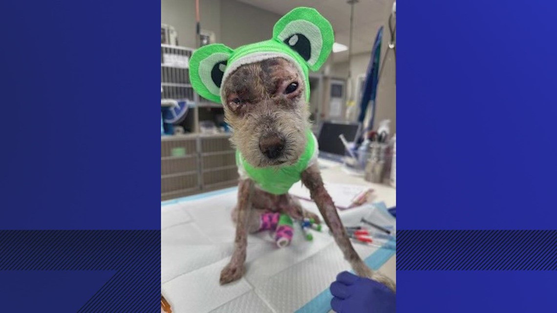 Man Arrested In Connection To Dog Being Set On Fire | Cbs19.tv