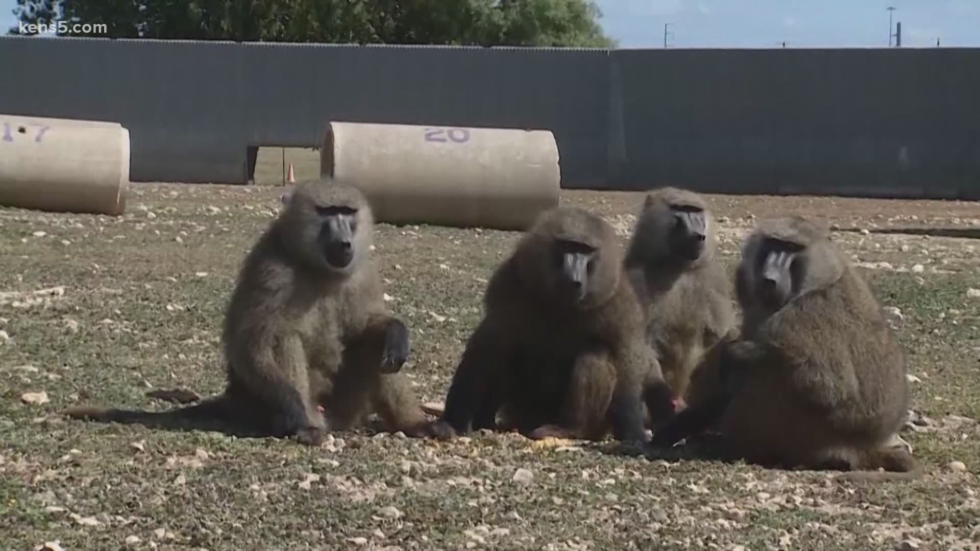 The Texas Biomedical Research Institute has been key in developing the experimental antibody cocktail the president is using to battle the coronavirus.