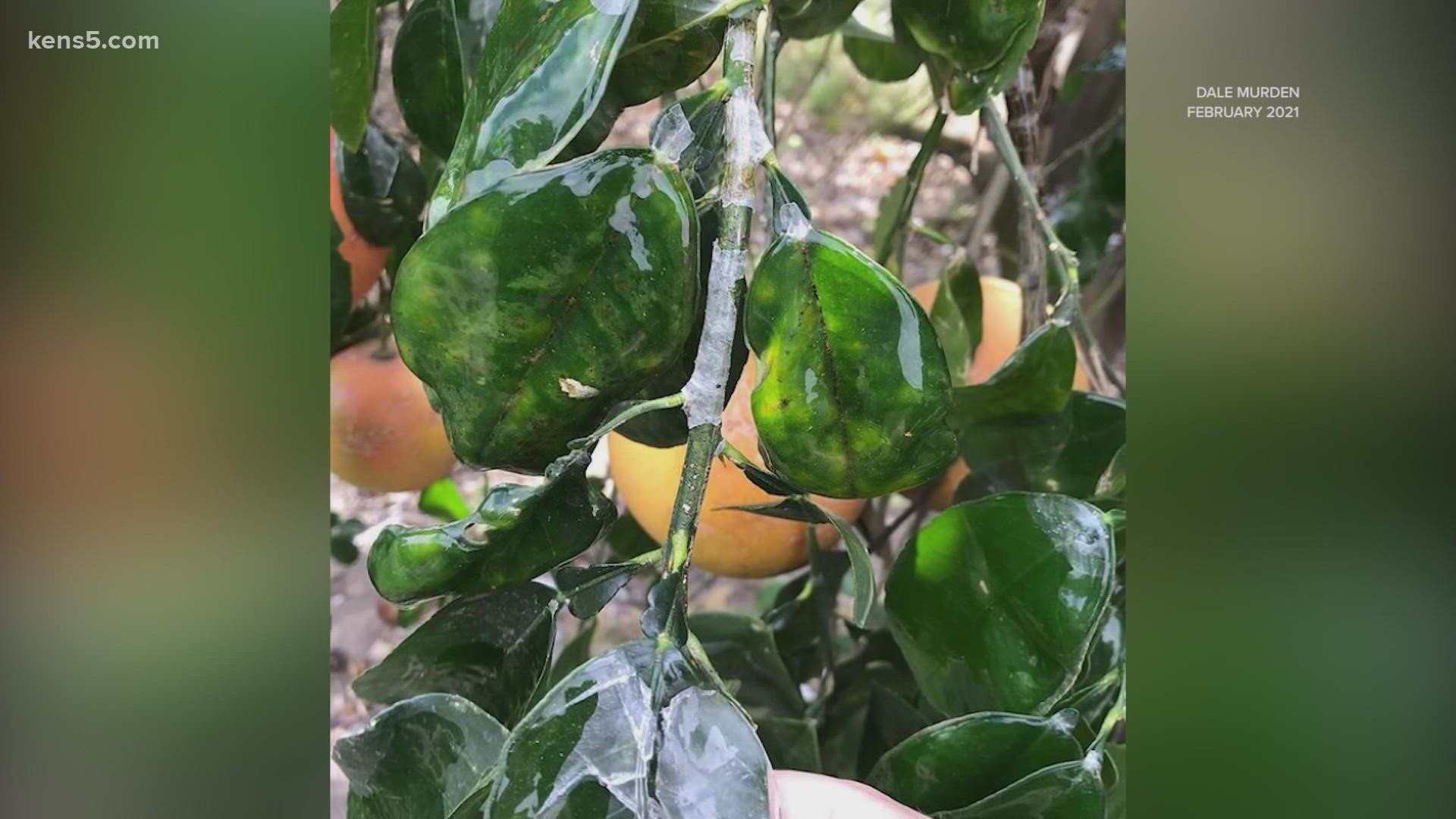 The new arctic blast could threaten the Rio Grande Valley's citrus-growers and next season’s crops.