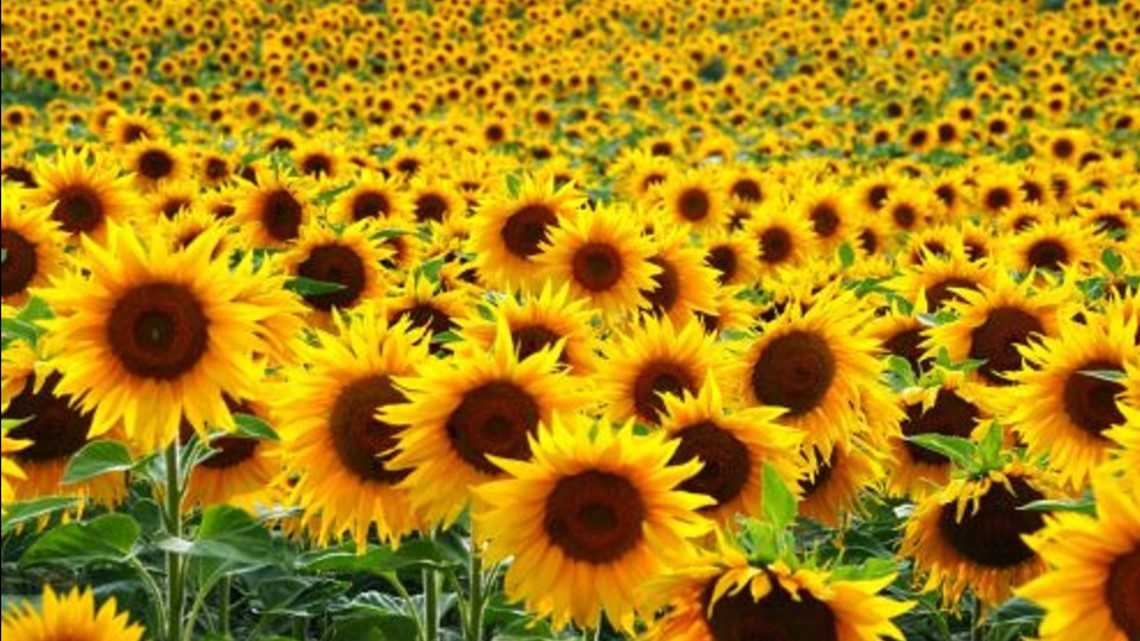 Traders Village Sunflower Field opens Friday cbs19.tv