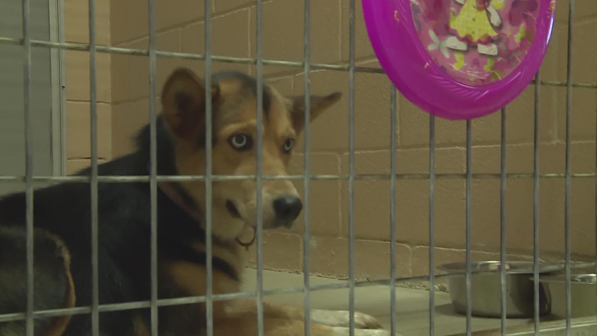 A family fostered and adopted a dog named Stella who otherwise may have been euthanized. Shelters say they need more people to take animals in.
