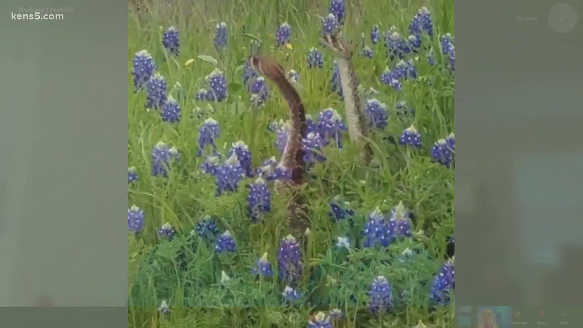 According to the Texas Parks and Wildlife Department, there is one thing needed to make it more likely to see a great showing of wildflowers this spring: more rain.