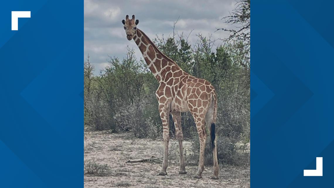 Have you seen Gracie? Missing giraffe on the loose in Real County ...