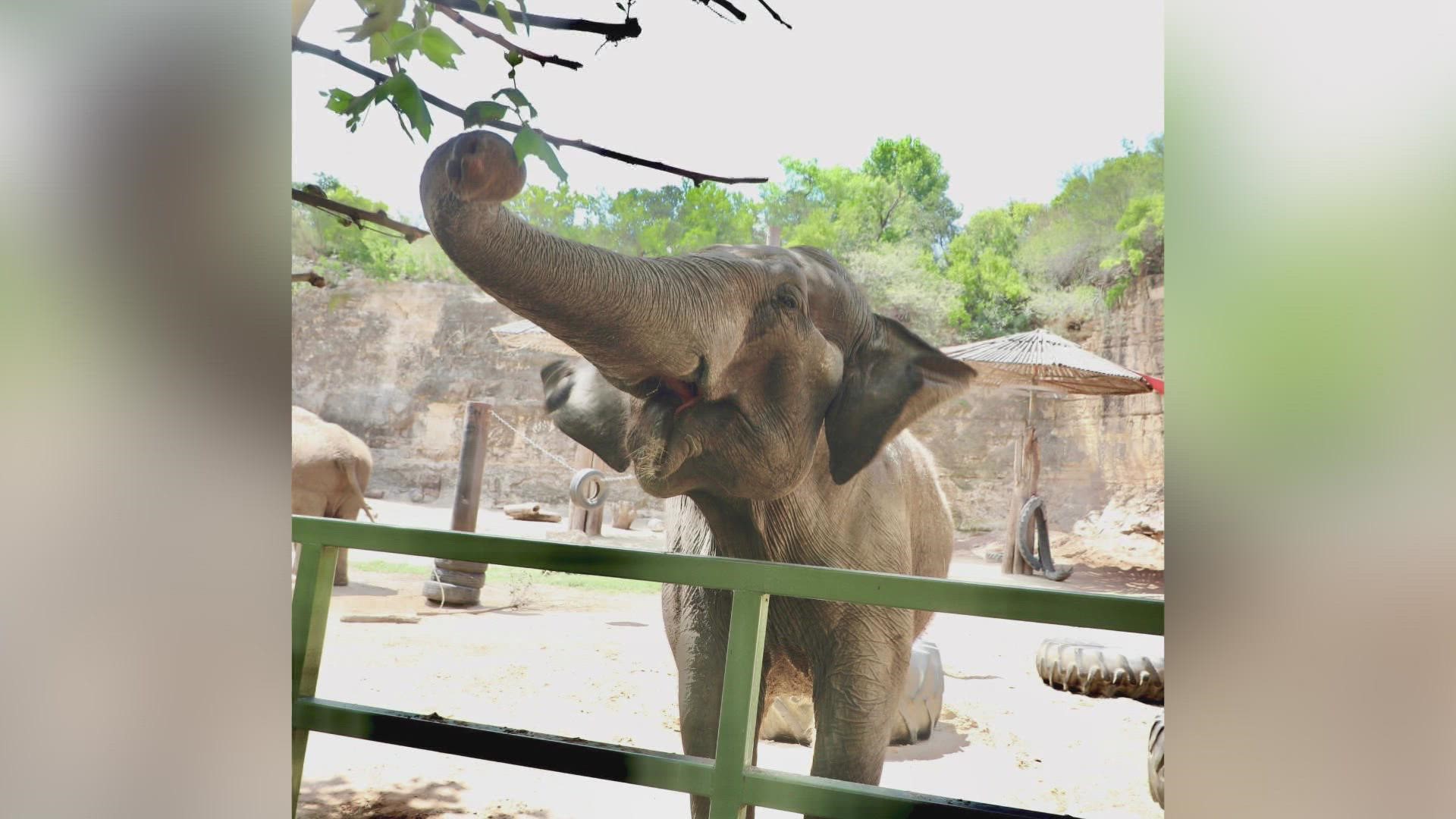 Lucky had to be euthanized. She was one of the oldest elephants in the country.