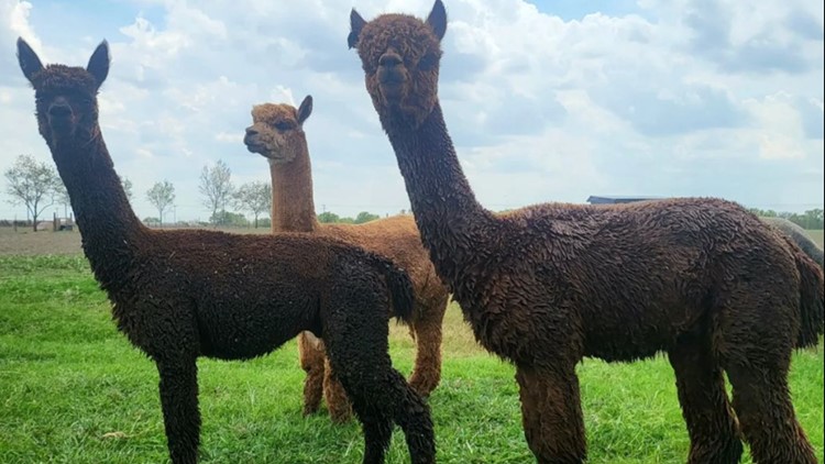This 16-acre ranch in Texas lets you hang out with alpacas