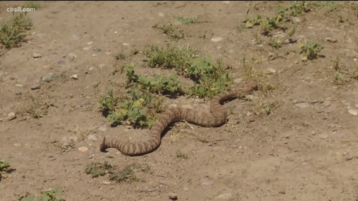 Family finds rattlesnake in toilet, then 23 more underneath their house -  CBS News