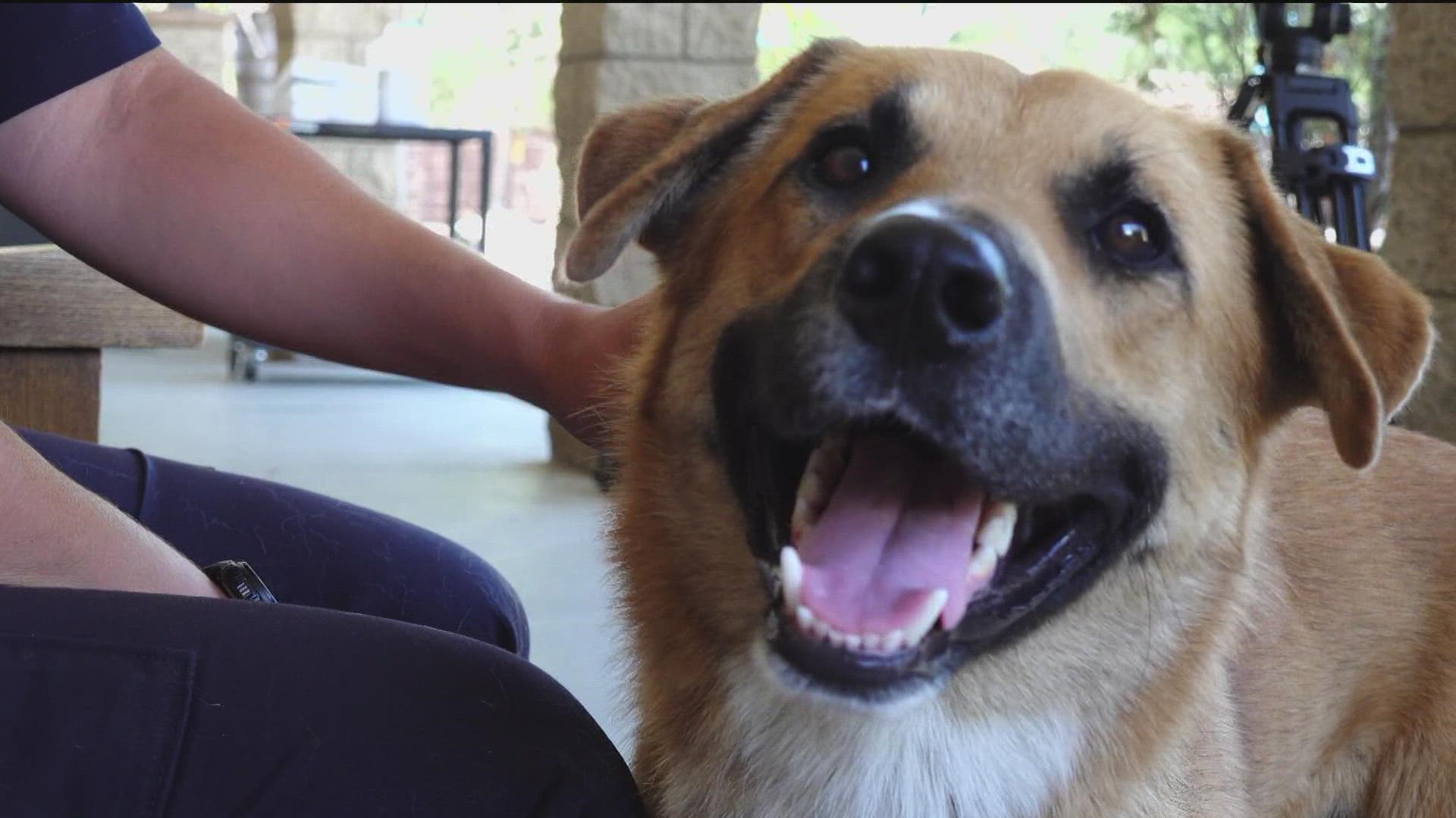 The dog is a male shepherd, with no microchip. He will be placed on stray hold as the Humane Society searches for his owner.