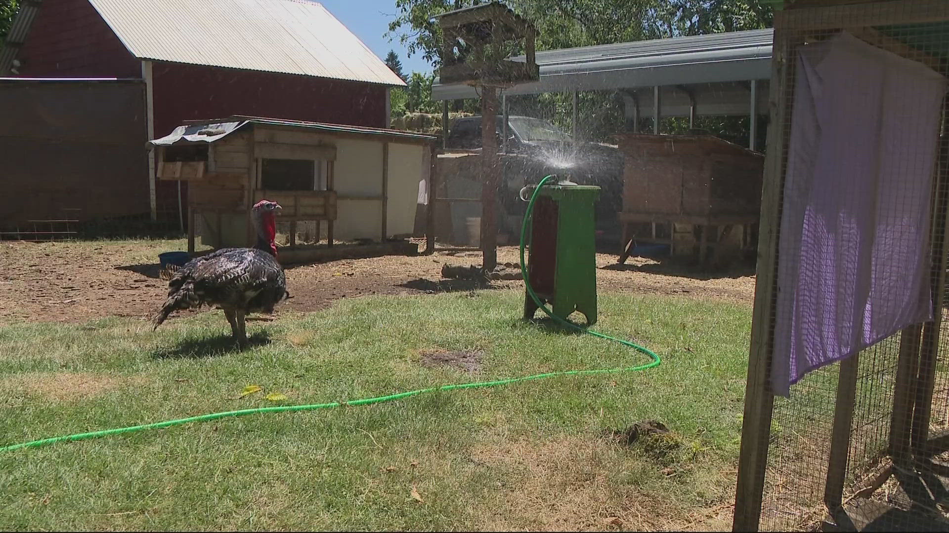 KGW spoke with animal sanctuaries on creative ways to keep your outdoor animals cool and healthy during the heat wave.