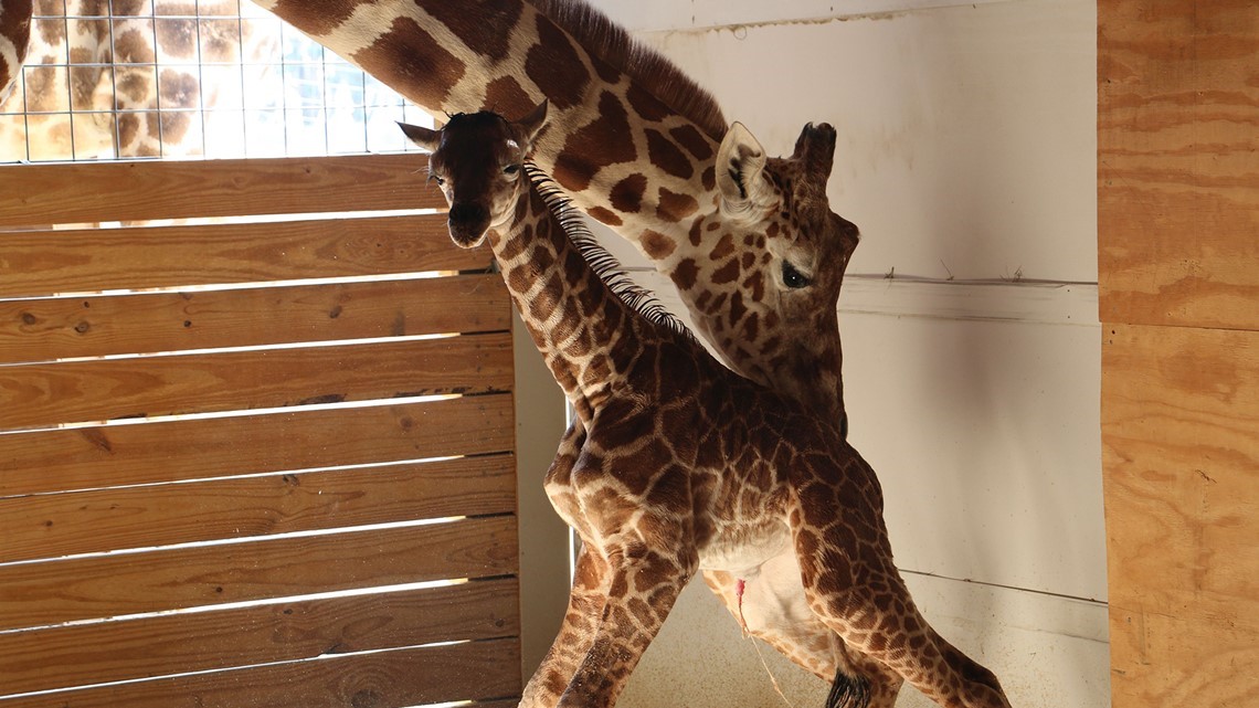 Viral star April the Giraffe has died at 20 years old | cbs19.tv