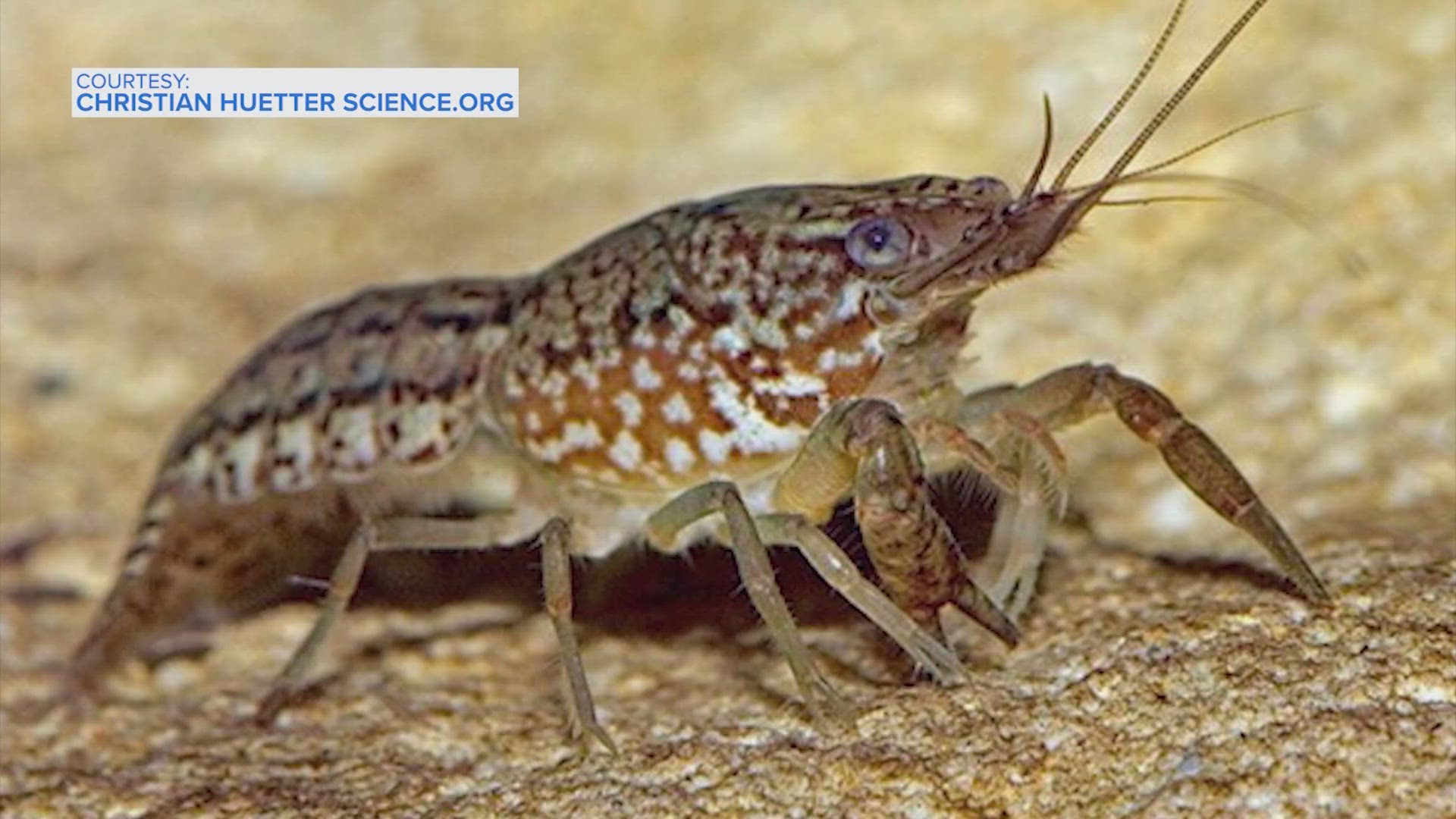 Marbled crayfish are quickly spreading in other places and are also known to carry crayfish plague.