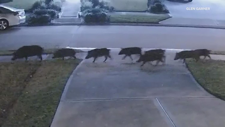 WATCH: Dozens of wild hogs caught on video taking over Texas neighborhood
