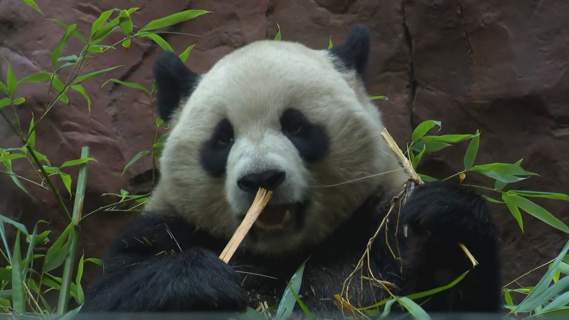 Yun Chuan and Xin Bao are the first giant pandas sent to the U.S. from China in over two decades. The zoo is hoping for a love connection.