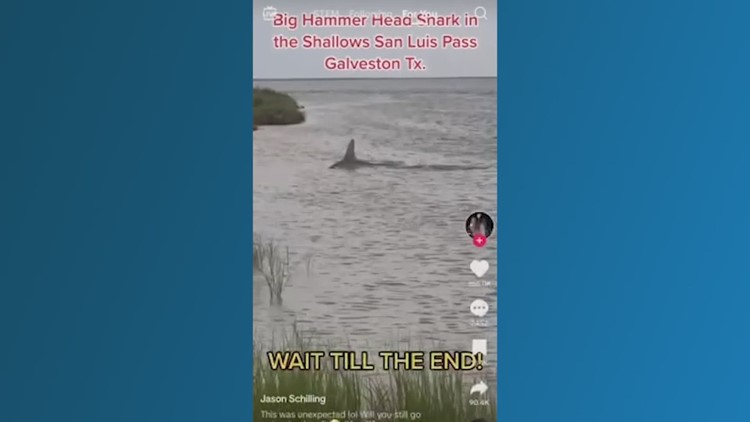 Large hammerhead shark spotted in shallow waters in San Luis Pass