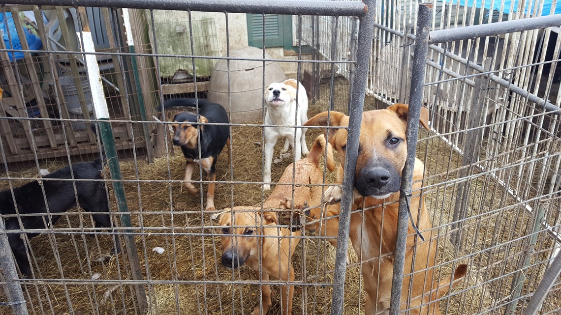 More than 150 animals rescued by Houston SPCA after reports of