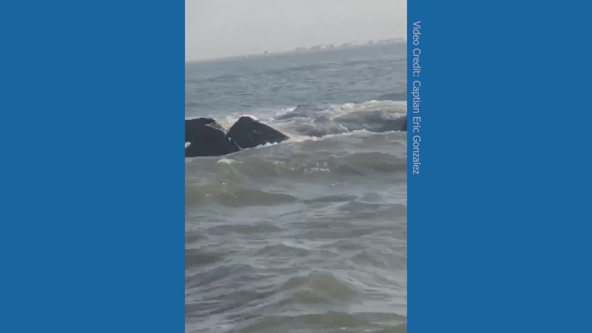 Galveston fisherman spots 6-foot alligators swimming near North Jetty.
