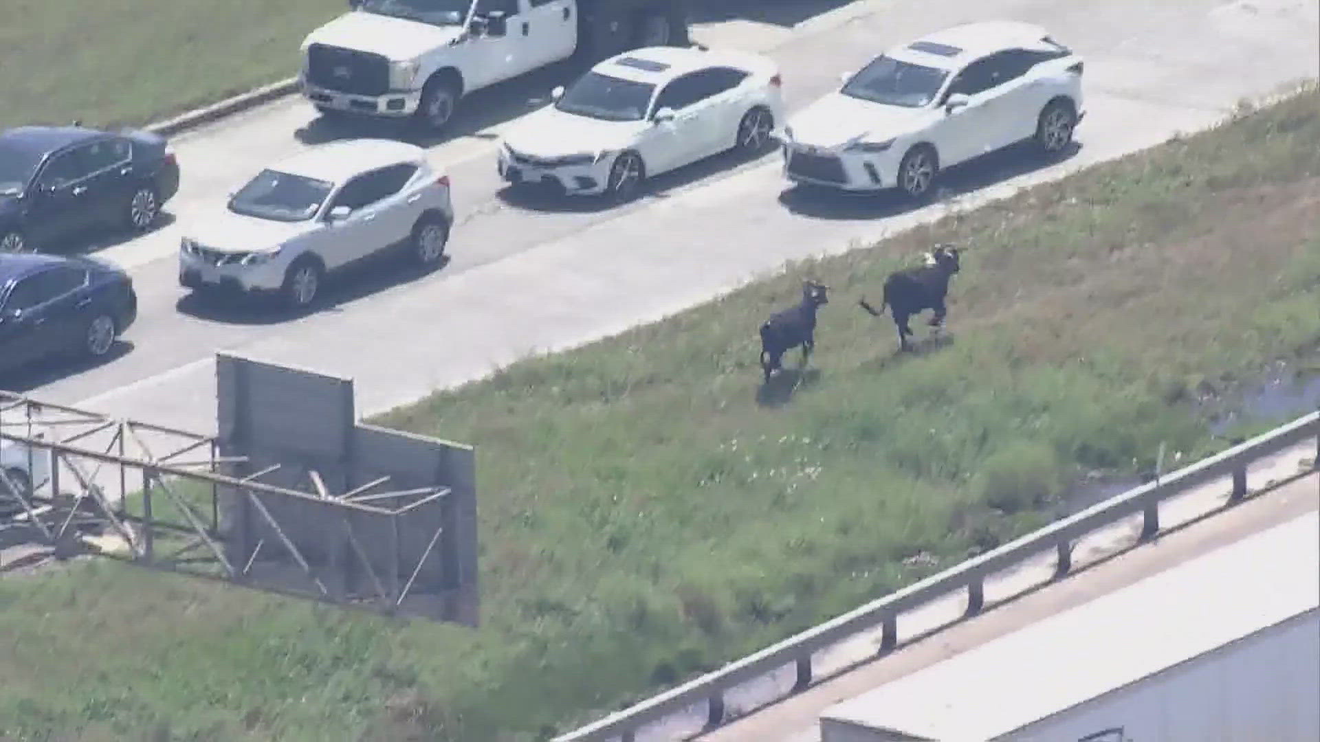 Several roping steers got loose Monday afternoon in north Harris County, causing a big traffic backup.