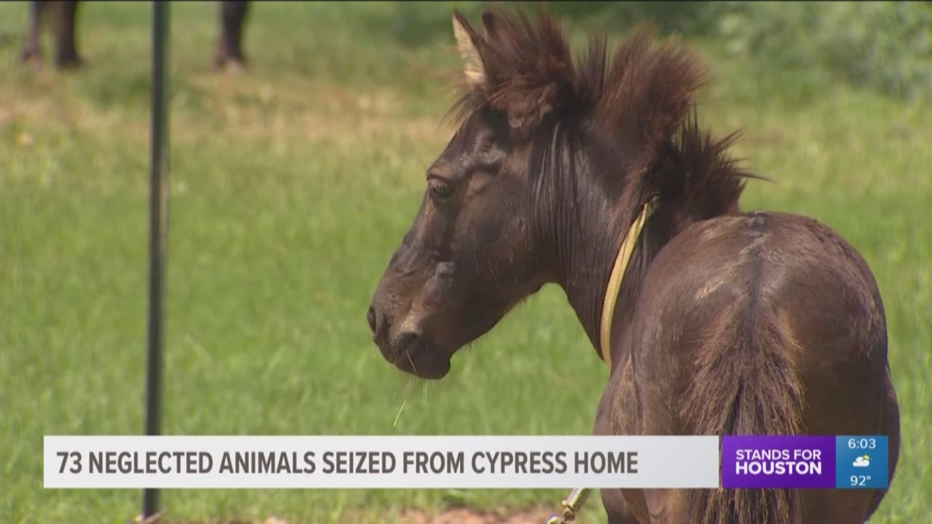 Officials say they removed 34 rabbits, 27 donkeys, four horses, four cats, three dogs, and one mule, due to serious signs of abuse and neglect.   