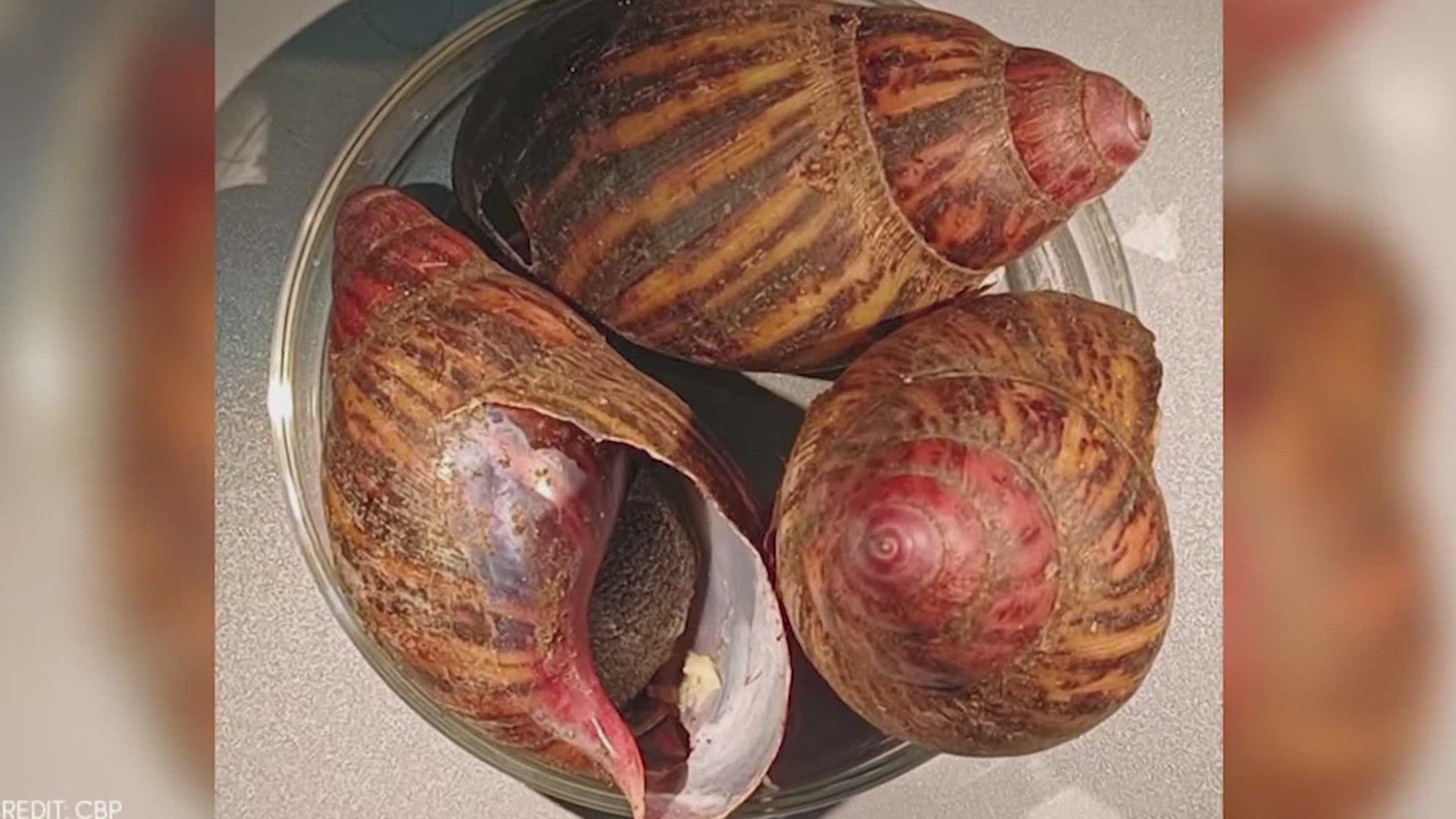 The critters, also known as banana rasp snails, are considered invasive species.