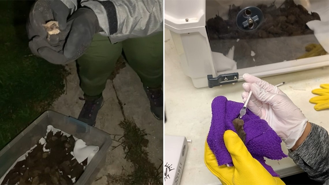 Hundreds of cold-stunned bats rescued in Houston area - Vimarsana News