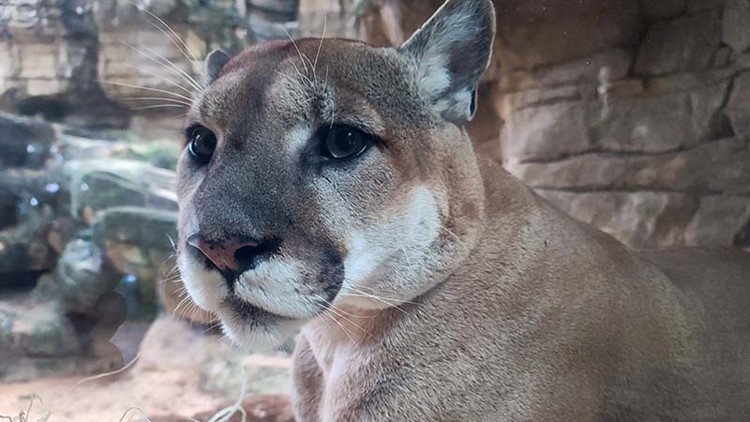 Shasta, the Houston Zoo's cougar and UH mascot, has died at the age of 11