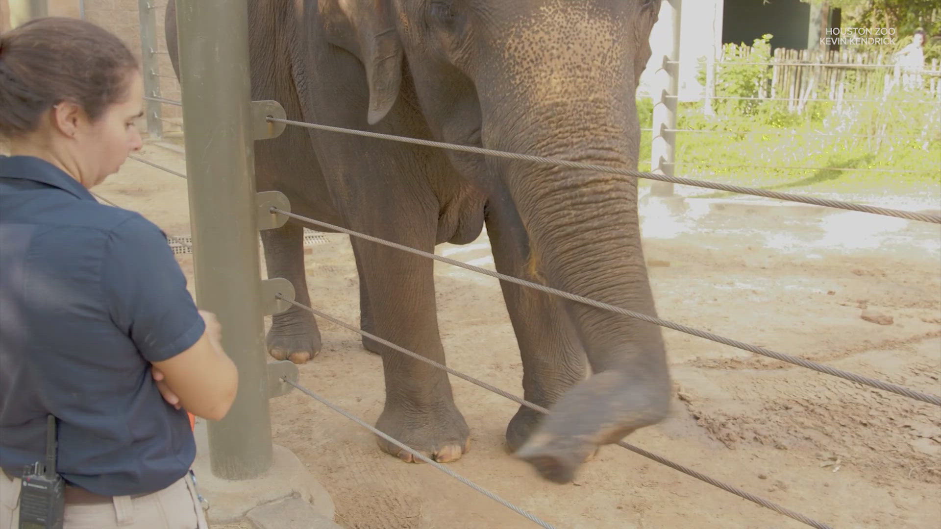 Shanti, the zoo's 33-year-old Asian elephant, is expecting her 7th calf! The baby dad is her longtime boyfriend, 58-year-old Thailand.