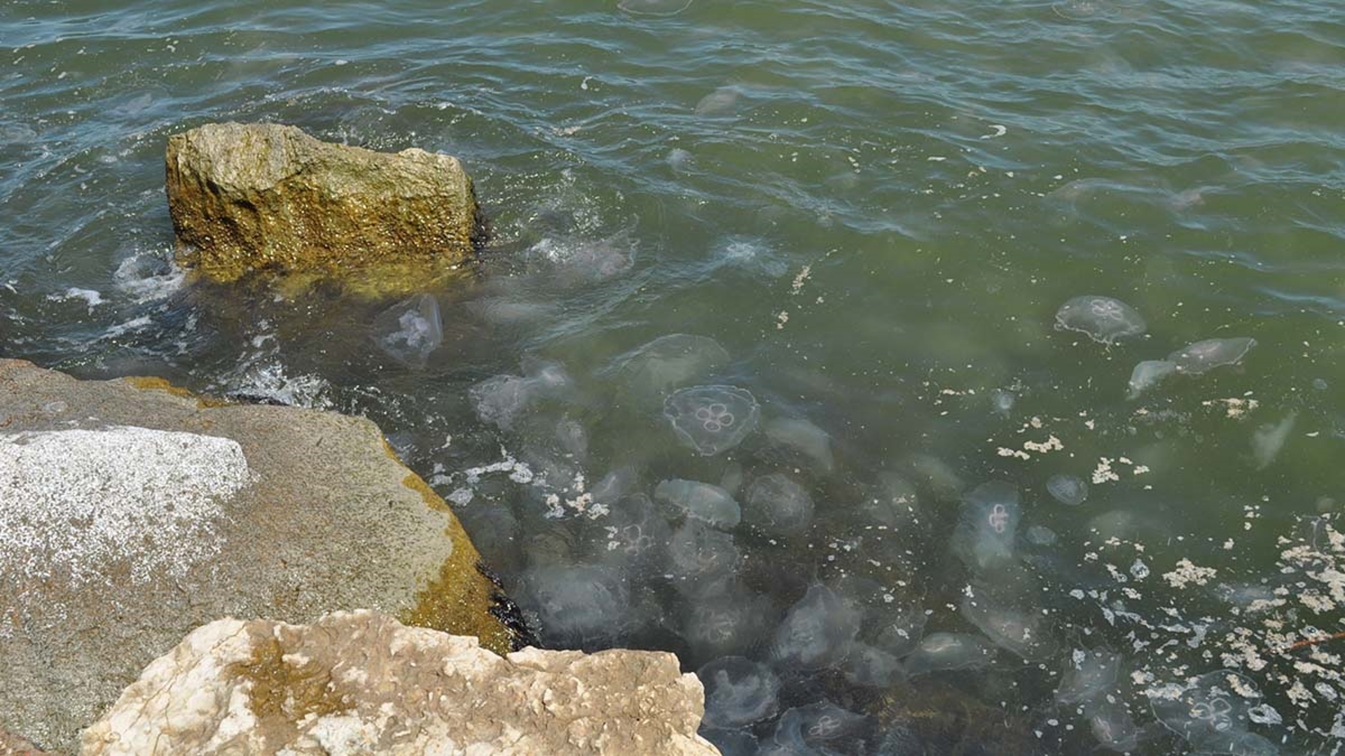 Storm surge from Hurricane Francine is the likely reason the jellyfish with the unique center that resembles a four-leaf clover are appearing on the Texas Coast.