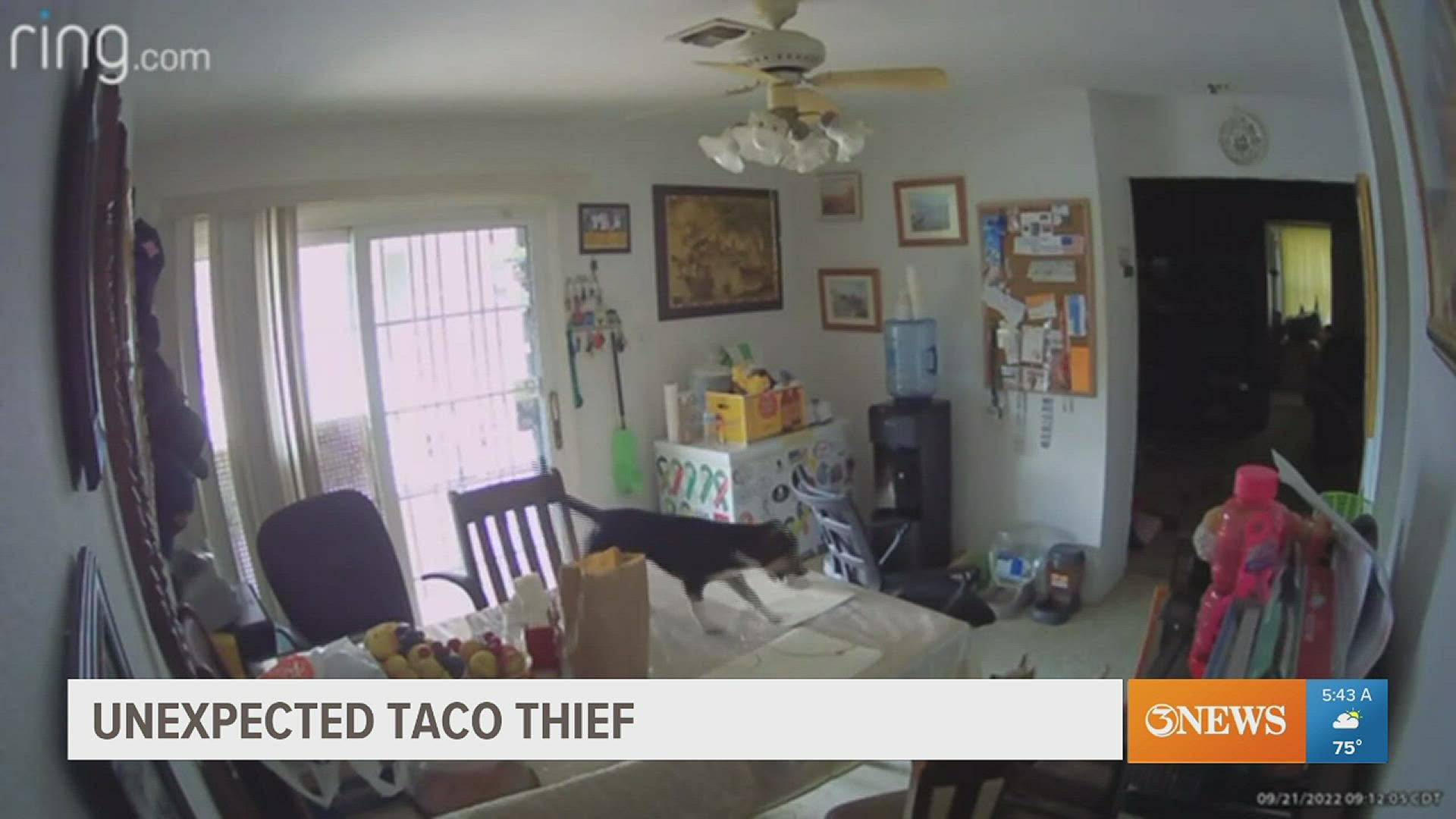 This Texas dog was caught on camera stealing his owner's breakfast taco off a dining room table.