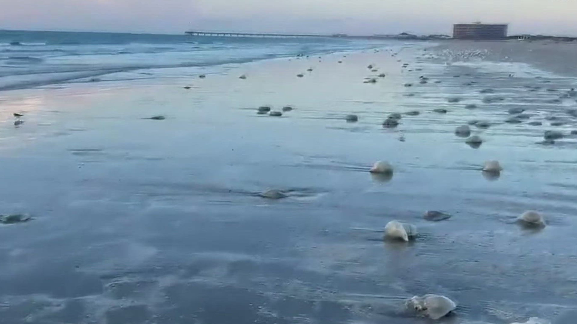 Large bloom of cabbagehead jellyfish wash up on Prt Aransas shore